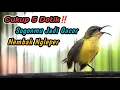 Download Lagu SUARA SOGON BETINA GACOR MEMANGGIL JANTAN‼️CUIT CUIT PENGGACOR SEMUA SOGON CEPAT RESPON NEMBAK GACOR