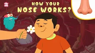 Download How Your Nose Works - The Dr. Binocs Show | Best Learning Videos For Kids | Peekaboo Kidz MP3