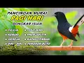 Download Lagu 🔴 LIVE 27 - pancingan MURAI BATU GACOR Pagi Hari  bongkar isian Cililin - Kenari gacor