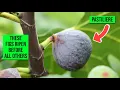 Download Lagu Early Ripening Fig Varieties: My Favorites \u0026 How to Identify Them