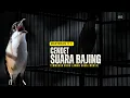 Download Lagu Pancingan Cendet suara Bajing sambung kunti gacor keras powernya | Masteran Kekinian 2025