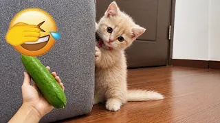 Try not to laugh 😂 Ultimate Funny Cats and Dogs 2026 🐱🐶 🙀