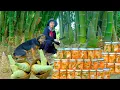 Download Lagu Harvest Bamboo Shoots To Make Chili Pickles \u0026 Mac Mat Fruits Goes To Market Sell| Tieu Lien Harvest.