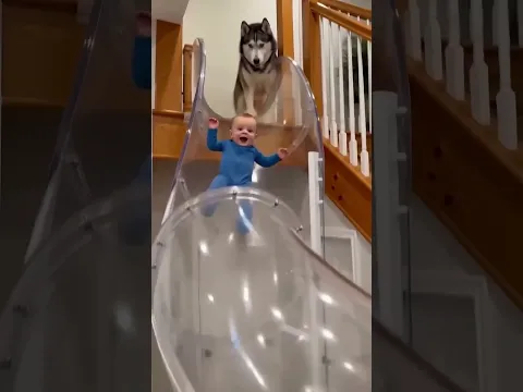 Husky play with kid