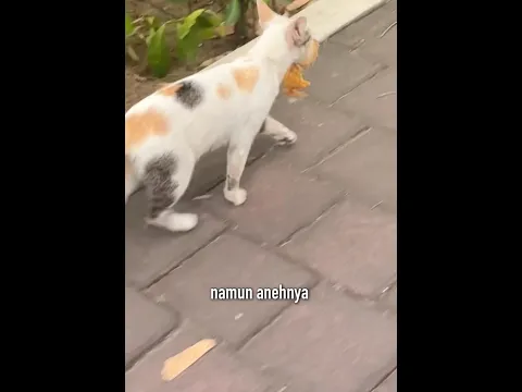 Kisah Kucing Ini Menyentuh Hati Semua Orang
