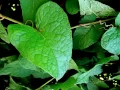 La Doncella Irlandesa - Akelarre Agrocelta