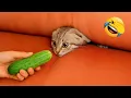 Hilarious Animals 2025 New Funny Cats and Dogs s