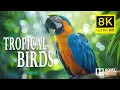 Download Lagu 8K TROPICAL BIRDS🐎 Exploring Spectacular Wildlife of the Jungle with Cinematic Sound (Animal Life)