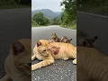 Download Lagu FAITH IN HUMANITY RESTORED! A Kind Woman rescued a Cat wrapped in sack by the Road