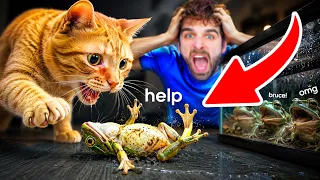 My Cats Got Into My FROG's Cage... (bad)