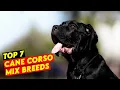 Top 7 Cane Corso Mix Breeds You Don t Know About