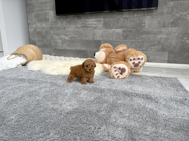 動画