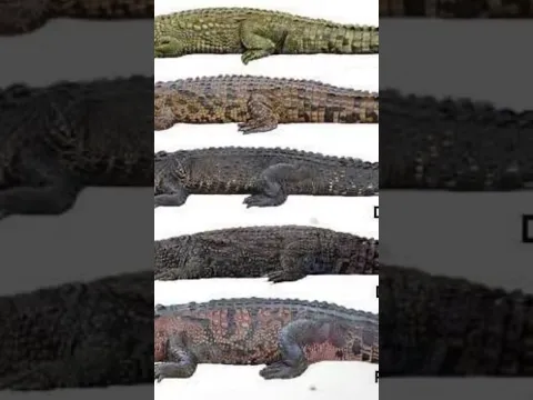 Types Of Crocodile | Part-1 #scary #crocodile #shorts