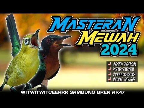 Download MP3 MASTERAN TERBARU 2024 - KOLIBRI WULUNG  MEWAH UNTUK PLECI GACOR NEMBAK WITWITCER SAMBUNG BREN AK47