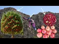 Esmat picking red hawthorn and pomegranates in the Zagros Mountains 🍎🌳🏔️