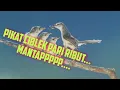 Download Lagu Suara Pikat CIBLEK PARI RIBUT JOSSS.