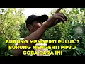 Download Lagu SOLUSI BURUNG YANG TIDAK MAU TURUN DAN TIDAK MENDENGARKAN MP3