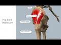 Understanding Hip Abduction Anatomy Muscles and Range of Motion