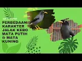 Download Lagu Perbedaan Karakter Jalak Kebo Mata Putih dan Mata Kuning