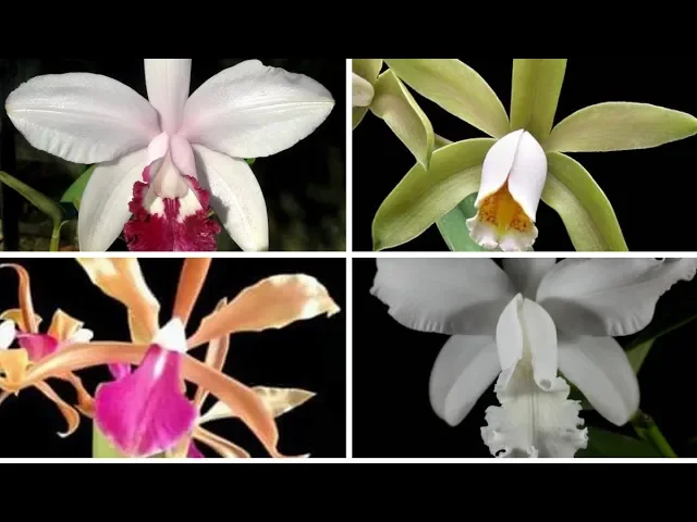 ORQUÍDEAS PARA COLECIONADOR! 4 VARIEDADES!