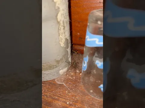 My spider shack (giant house spider) welcome! 😅 #spider #housespider #nacfamily #rock_n_insectes