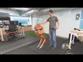 Researchers Developing Robots That Can Walk Like Humans