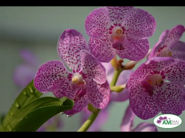 FASCINATED VANDA ORCHID
