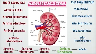 Vascularização Renal