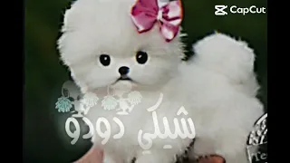 مره جبت كلب سميته شيكي دودو دندنها
