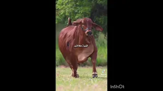 صديقتي العزيزه كيف لا احبك وانتي       دندنها