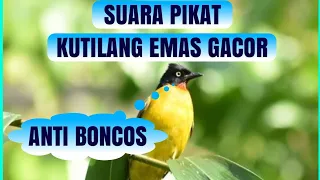 Download Suara Pikat Kutilang Anti Boncos MP3