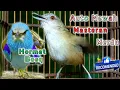 Download Lagu merdu suara masteran pelanduk semak auto mewah dilapangan lomba