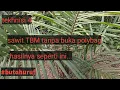 Download Lagu cara agar sawit tbm cepat tumbuh subur | tanpa pupuk