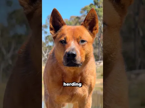 It’s only slightly unsettling 😂 does your dog do this too?