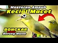 Download Lagu Masteran Kecial Macet  #kecialkuninggacor #kecialkuning #kecialkombok