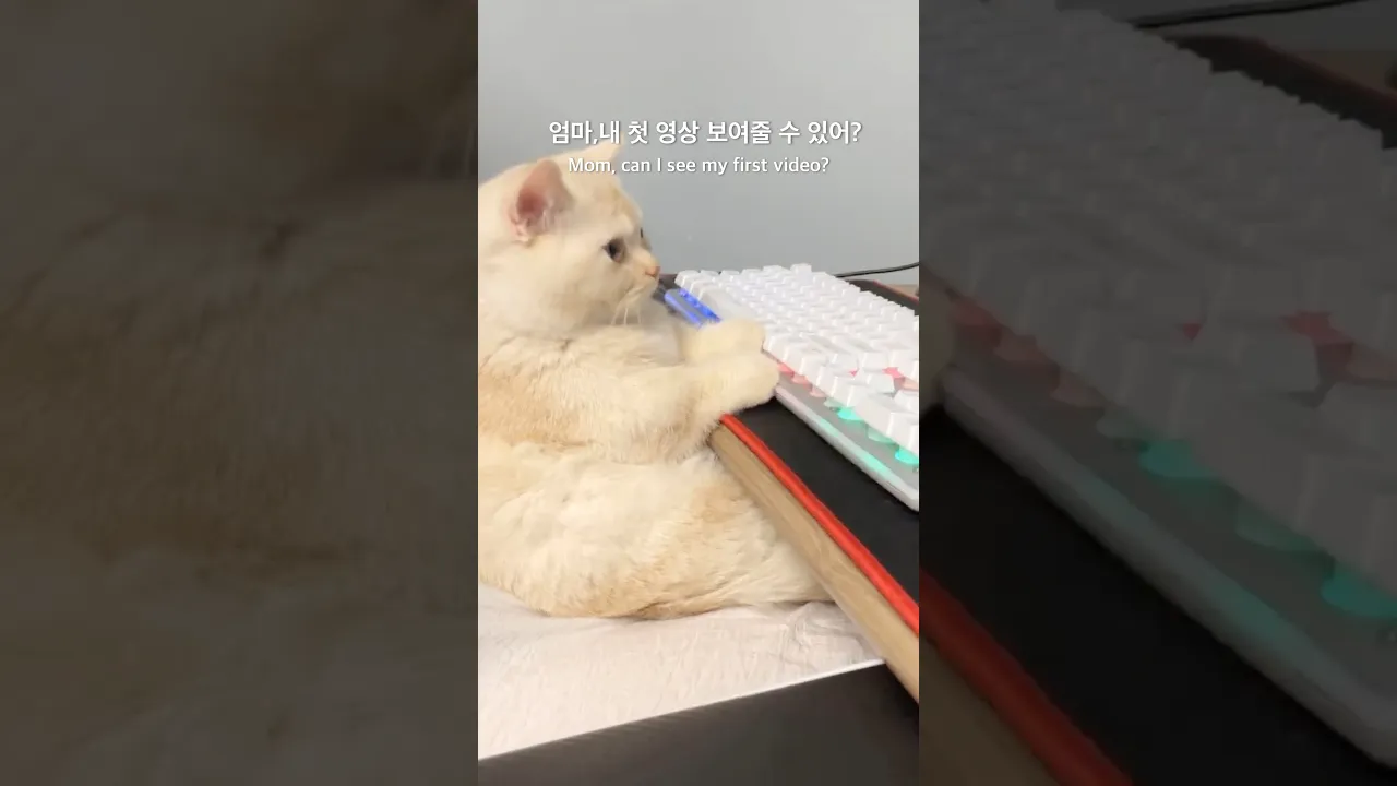 배다복💛