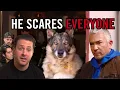 How I Stopped German Shepherd Mix From Biting Everyone Around Him Cesar 911