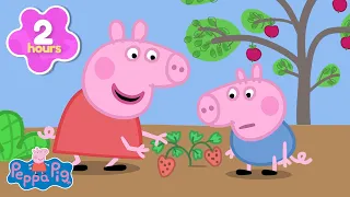 🌱 Peppa Zakłada Własny Ogródek! 🌻 + Więcej Bajek Świnki Peppy dla Dzieci! 🐷 | Peppa Pig
