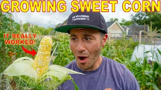 Download Your Corn Will LOVE You For This: 4 Tips to Grow Corn Like A Pro! MP3