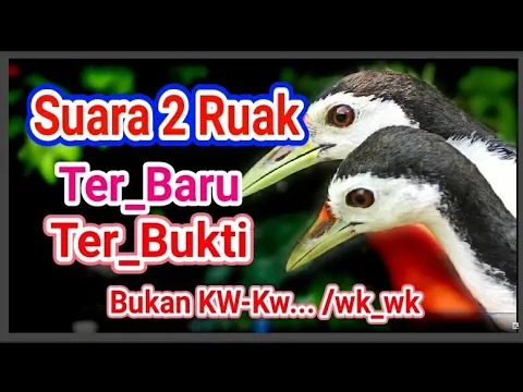 Download MP3 Suara pikat ruak siang | waterhen sound | night bird sound | voice chim quock 90