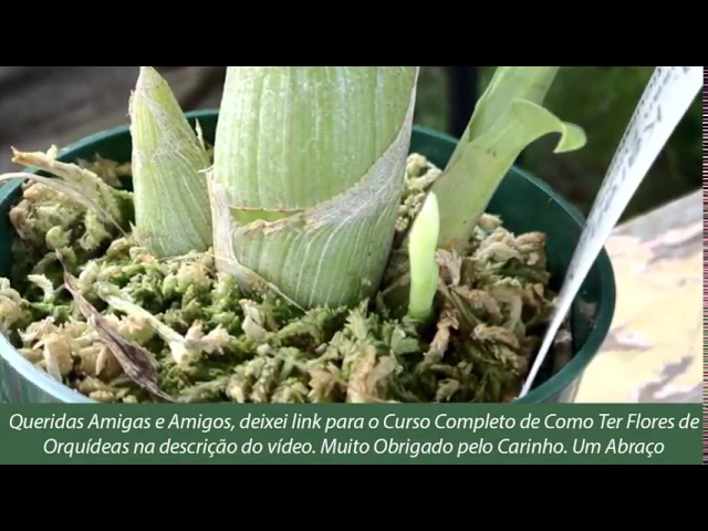 COMO CUIDAR DE ORQUIDEA CATASETUM