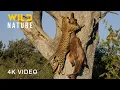 Download Lagu WILD KILIMANJARO | Survival on the Africa’s Rooftop | Animal documentary