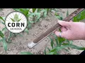 Corn School How much side-dress nitrogen does the crop need
