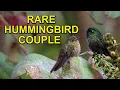 RARE HUMMINGBIRDS on the Venezuela Colombia Border
