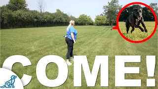 The One Recall Game Every Dog Owner Needs to Know