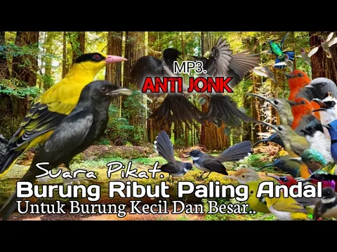 Download MP3 Suara Pikat Burung Srigunting Kombinasi Kepodang+Burcil Ribut. PALING ANDAL..