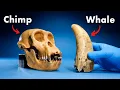 9 Whale Facts You ve Never Heard Before