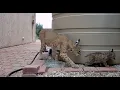 Chapter 2 Bobcat Kittens Emerge May 3 - May 20 2024
