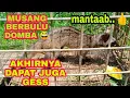 Cara menangkap musang