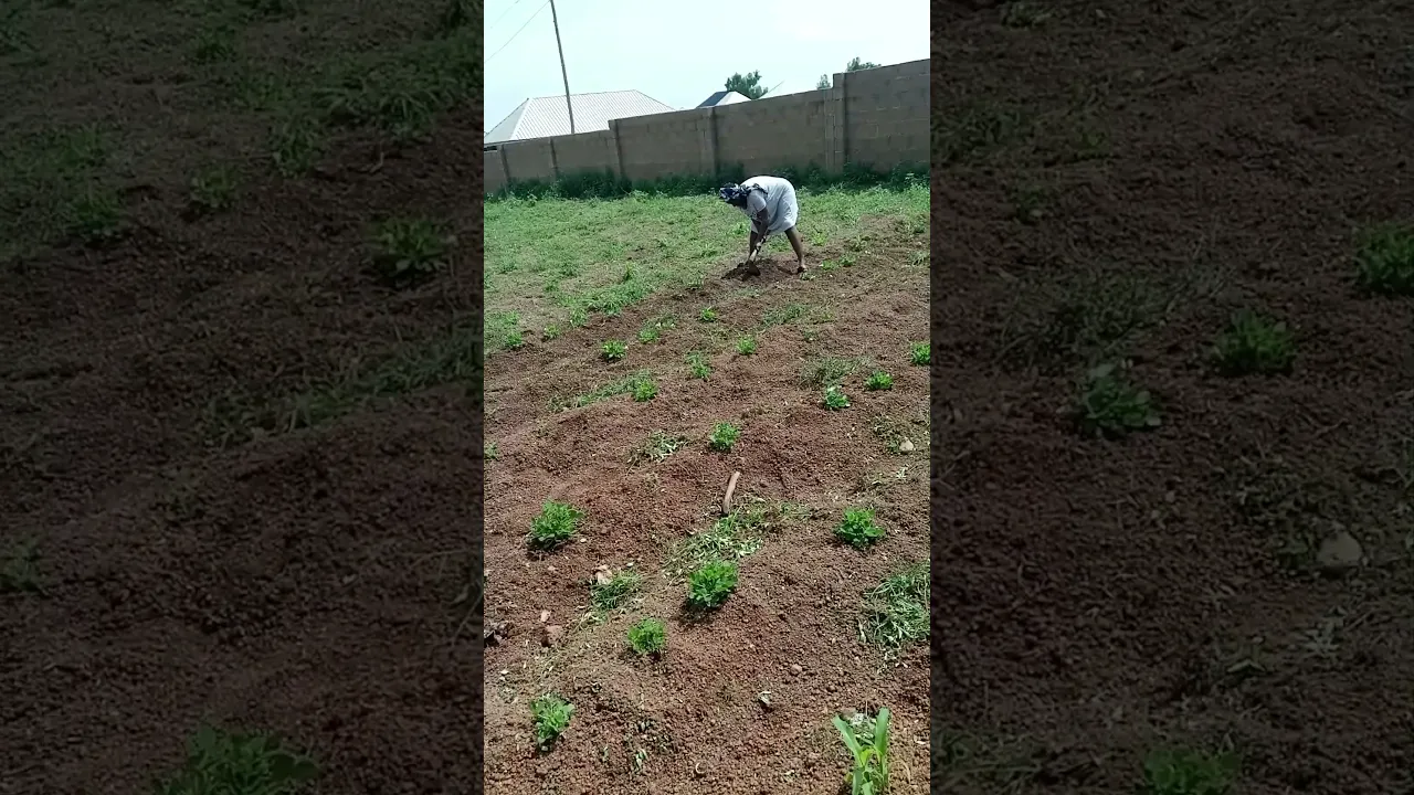 Sanmir Organics Sandbox Pilot Farm: Groundnut Trial in Kaduna